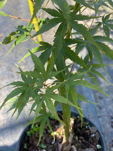 Acer palmatum 'Hubble's Super Cork' - mapleridgenursery